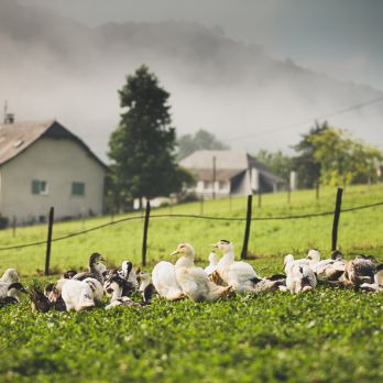 Canards Non vaccinés … sauf contre la grippe aviaire. Et cela malgré nous !!